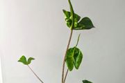 Alocasia Stingeray Plant