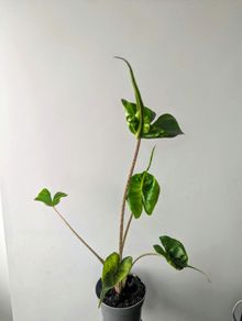 Alocasia Stingeray Plant