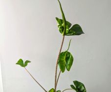 Alocasia Stingeray Plant