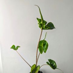 Alocasia Stingeray Plant
