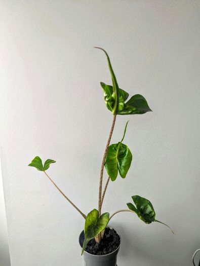 Alocasia Stingeray Plant