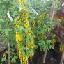 Large Potted Trees 8 to 12 feet tall Image 5