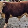 Pedigree Hereford Bulls for Sale Image 7