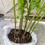 garden plants Image 3