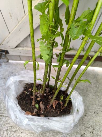 garden plants