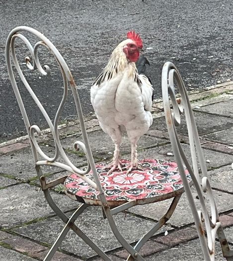 Light Sussex Hybrid Cockerel