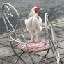 Light Sussex Hybrid Cockerel Image 3