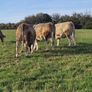 Incalf Charlie Heifers Image 10