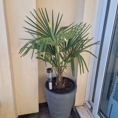 Plants bundle.