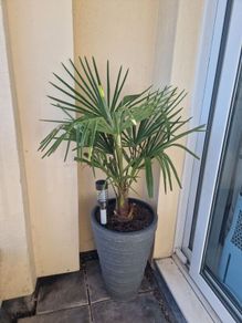 Trachycarpus fortunei (Windmill Palm) with tall pot
