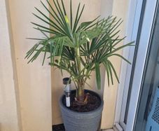 Trachycarpus fortunei (Windmill Palm)