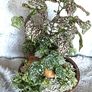 Plants Composition Image 8