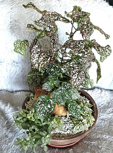 Plants Composition