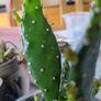 cactus plant Image 4