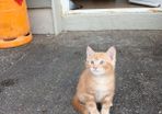 Kitten free to go home