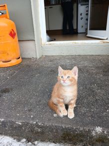 Kitten free to go home