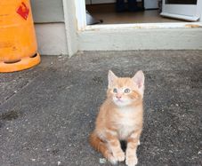 Kitten free to go home