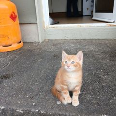 Kitten free to go home