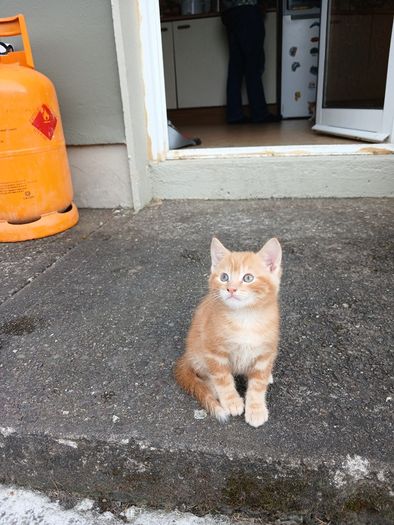 Kitten free to go home