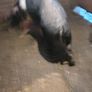 Cull sows Image 6