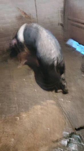 Cull sows