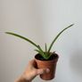 Aloe plant Image 3