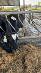 Incalf - 2 FR Cows