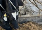 Incalf - 2 FR Cows
