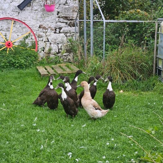 Ducklings / Ducks for sale