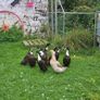 Ducklings / Ducks for sale Image 3
