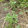 Mint Plant Image 2