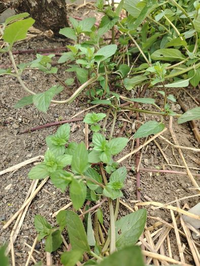 Mint Plant
