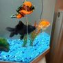 CIANO Aqua 30 Aquarium + Cartridges + Goldfish Image 3