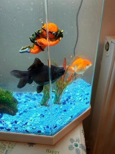 CIANO Aqua 30 Aquarium + Cartridges + Goldfish