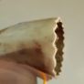 Ox horn Image 4
