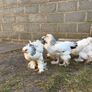 Brahma chicks Image 4