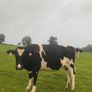 Incalf friesan heifers Image 2
