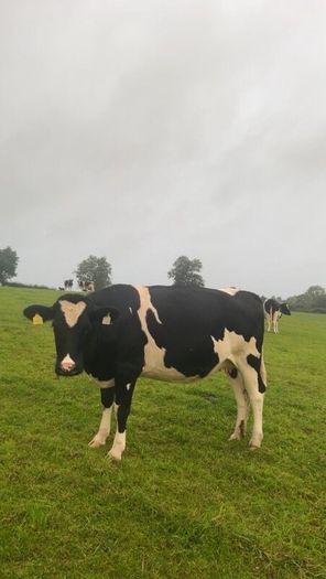 Incalf friesan heifers