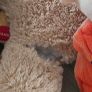 teddies Image 2