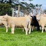 Cheviot Rams Image 5