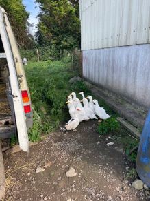 Aylesbury Ducks