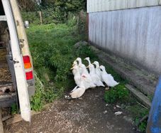 Aylesbury Ducks