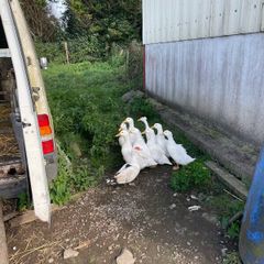 Aylesbury Ducks