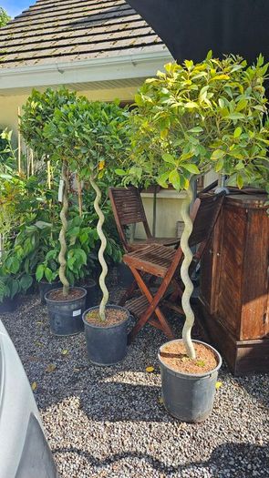 Spiral Bay Laurel Lollipop Trees