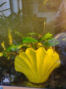 Aquarium plants Cryptocoryne wendtii