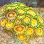 Corals Image 6