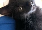 Kitten