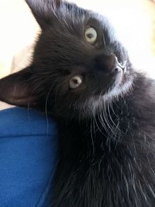 Kitten