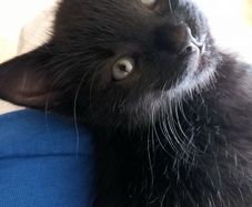 Kitten