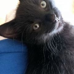 Kitten